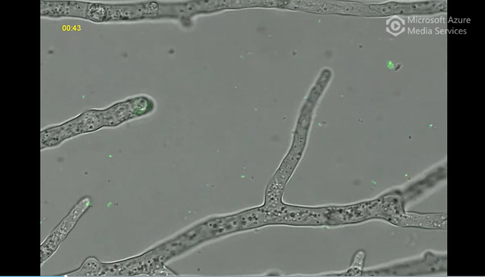 Fungus traps bacteria