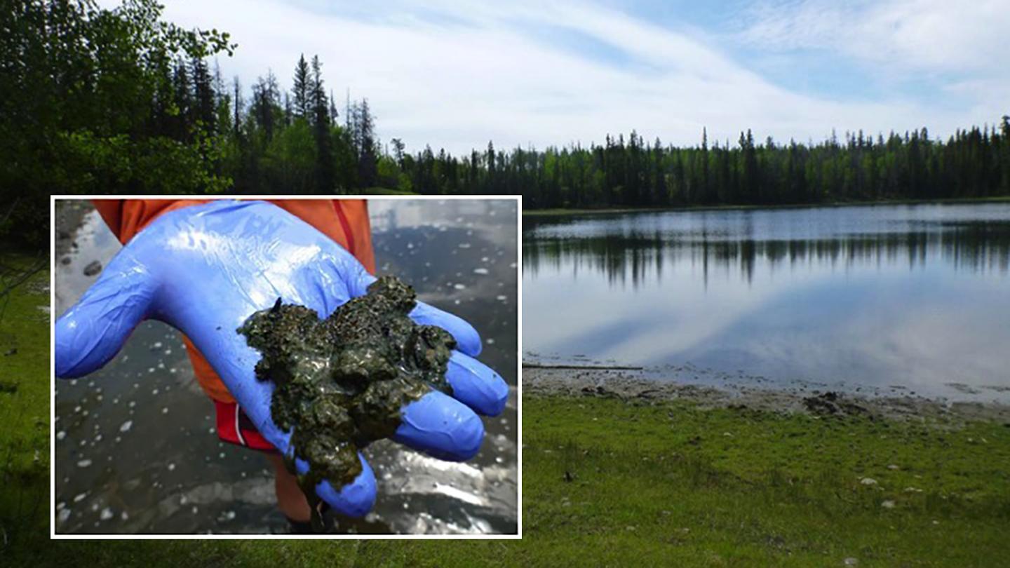 New Technique Gauges Microbial Communities