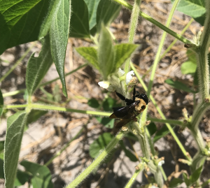 Soybeans and Bees