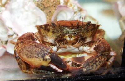 A New Invading Sea Crab Reaches the Ebro Delta 