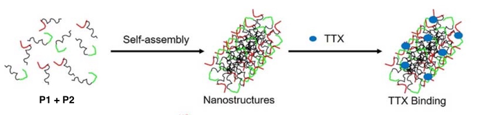 Creating a slow-release anesthetic