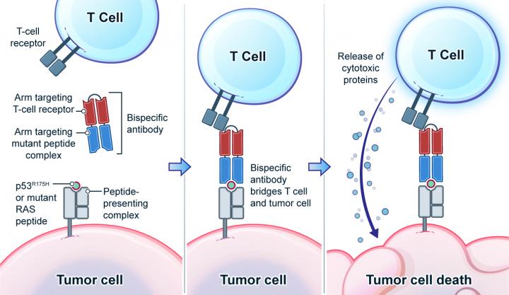 Bispecific antibodies