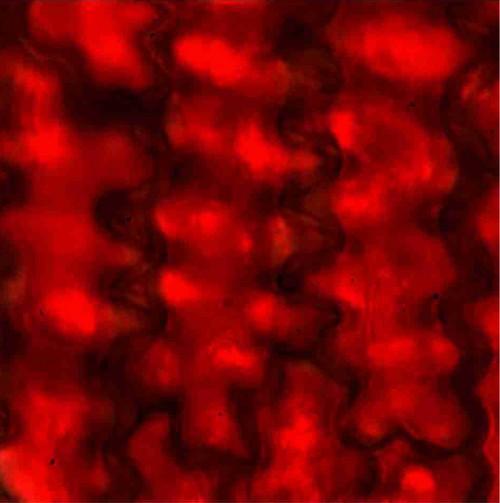 Pigmented Cells from Poppy Petal