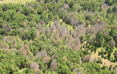 Aerial View of Forest with Leafless Trees Fallen by Sudden Oak Death