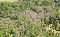 Aerial View of Forest with Leafless Trees Fallen by Sudden Oak Death