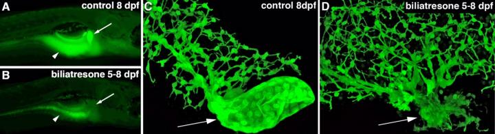 Biliary Atresia in Zebrafish?