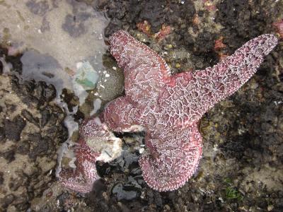 Dying Sea Star