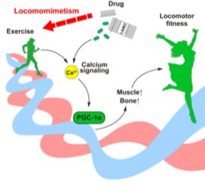 LAMZ augments muscle and bone by mimicking calcium signaling to induce PGC-1α