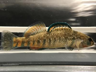 Rainbow Darter in Respirometry Chamber