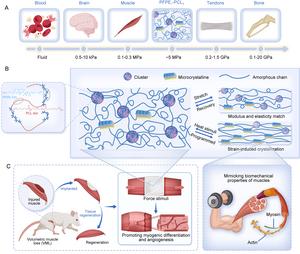 Multifunctional artificial muscle with biomimetic tissue-like modulus