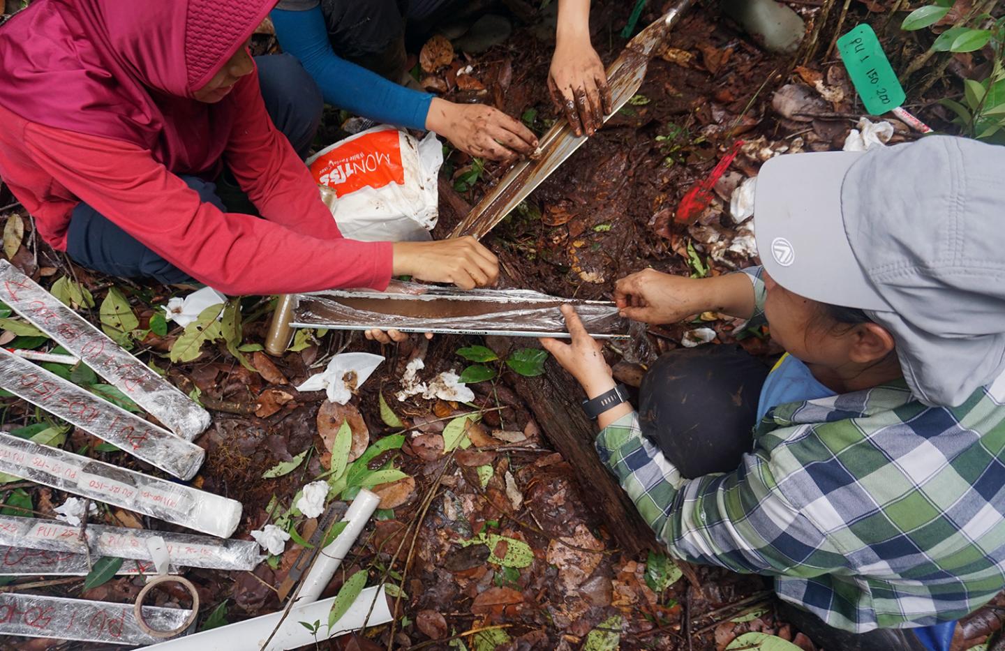 Borneo peat samples