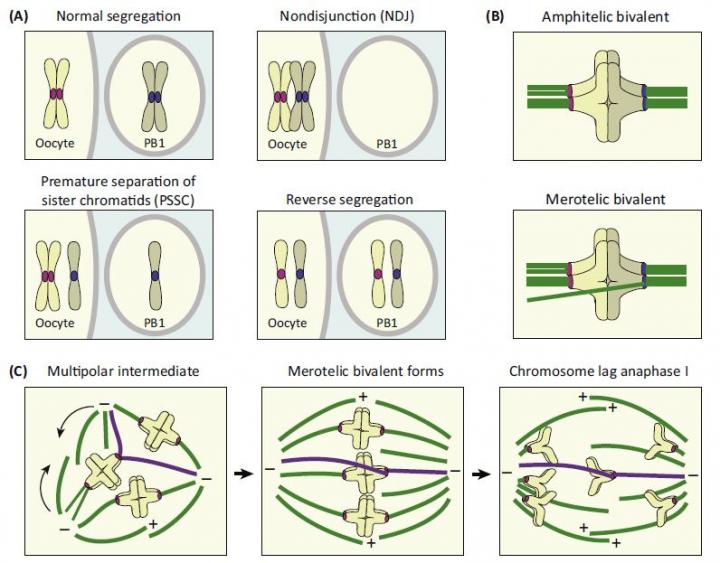 Chromosome Segregation Errors in Meiosis