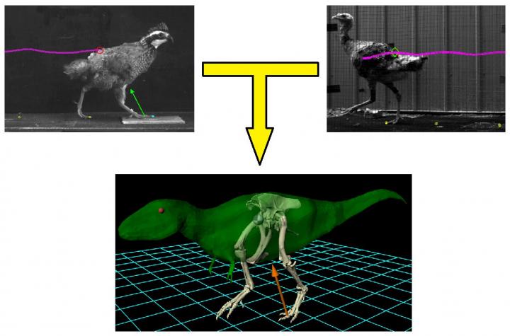 Locomotion of Bipedal Dinosaurs Might Be Predicted From That of Ground-running Birds