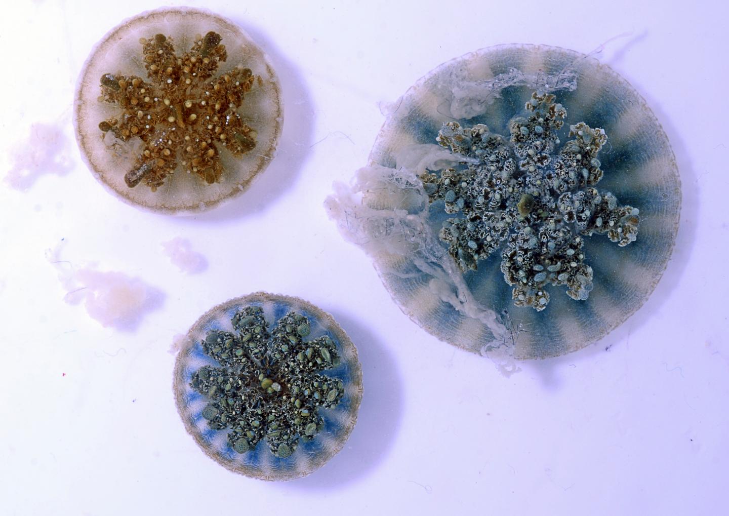 Cassiopea in the Lab