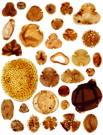 Tropical Forest Diversity Increased during Ancient Global Warming Event (2 of 3)