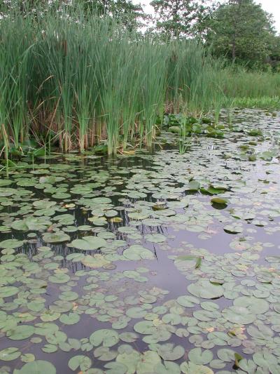 Restored Wetland