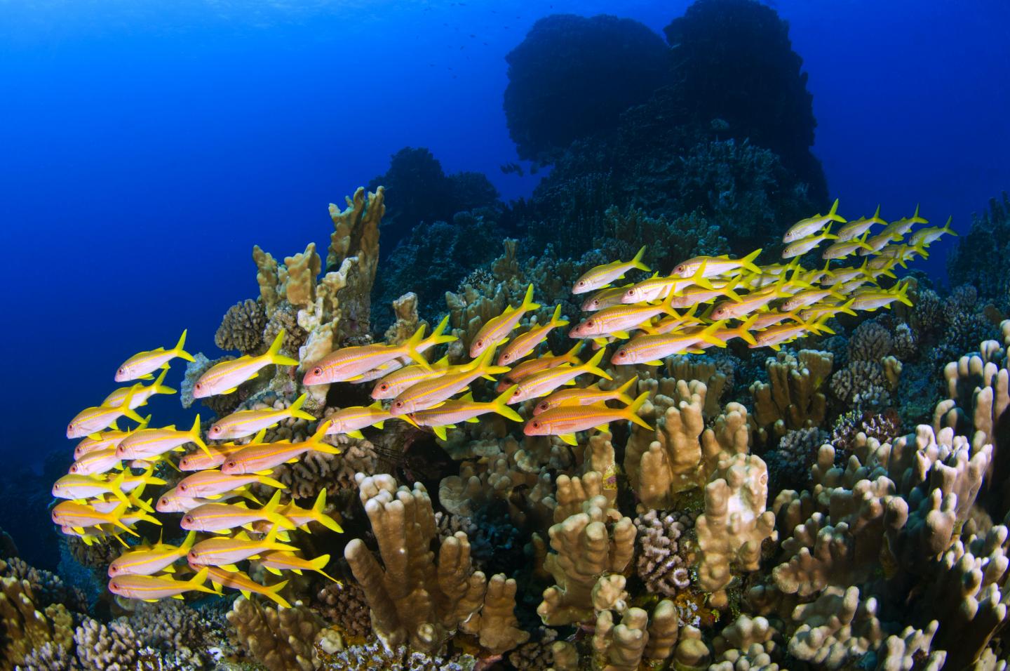 Easter Island Reefs