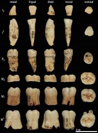 Homo antecessor teeth