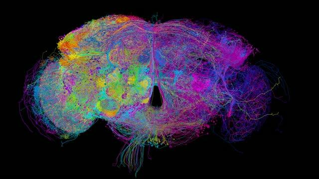 Drosophila Neurons Reconstruction