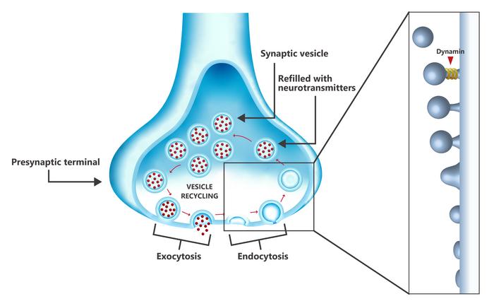 Vesicle recycling in the presynaptic terminal