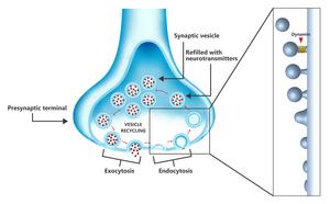 Vesicle recycling in the presynaptic terminal