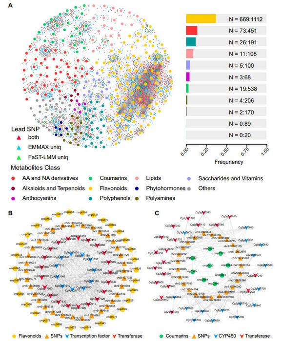 Associations between metabolite content and lead SNPs.