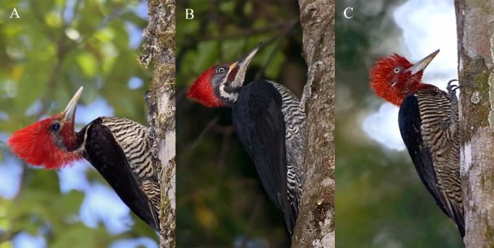 Three Deceptively Similar Woodpeckers