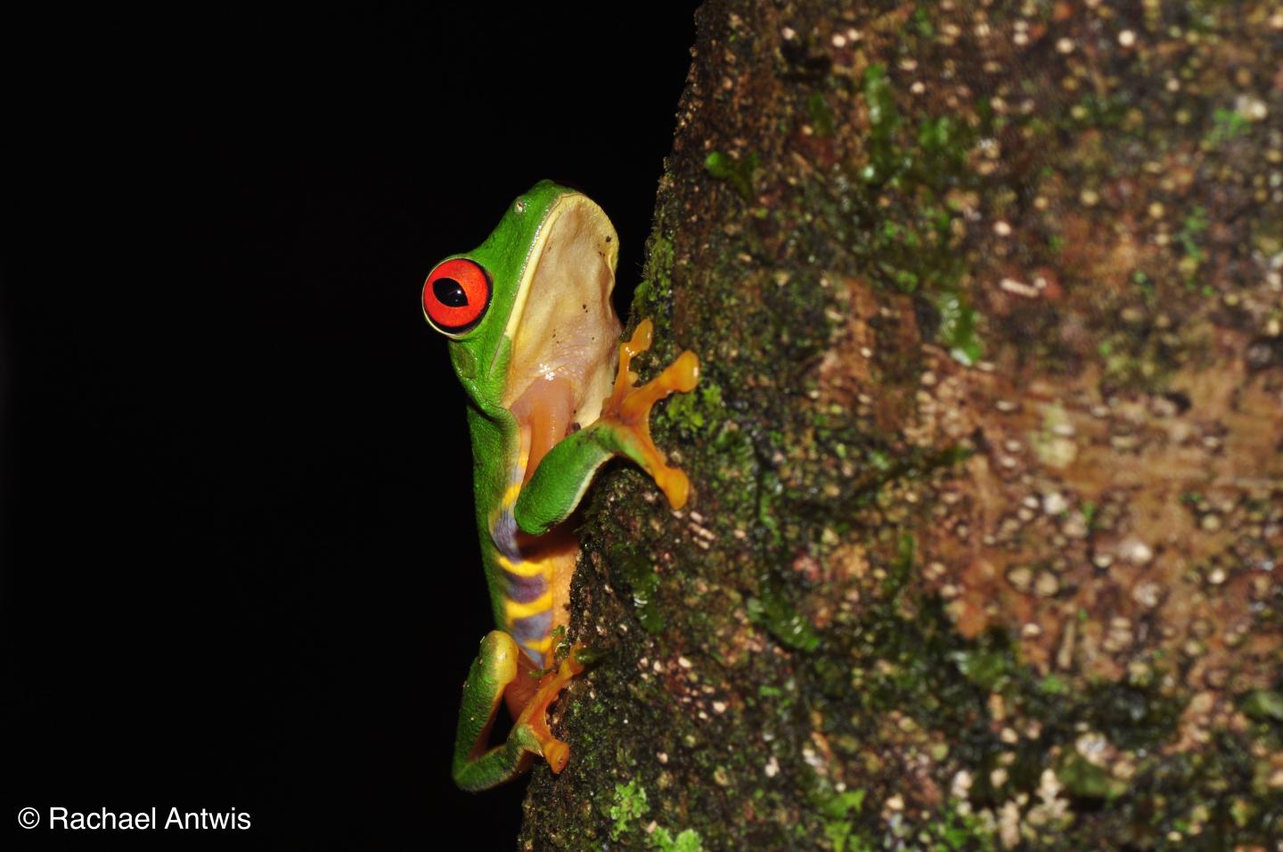 Belize Frog