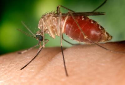 <i>Culex quinquefasciatus</i> Mosquito After a Blood Meal