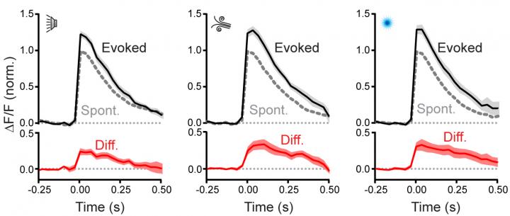 Sensory Enhancement Of Presynaptic Calcium Events In Climbing Fibers