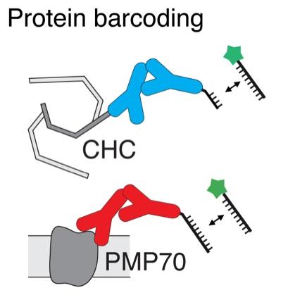 Tiny 'Blinkers' Enable Simultaneous Imaging of Multiple Biomolecules
