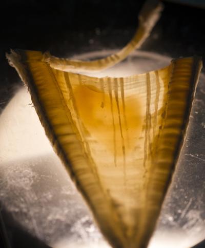 White Shark Vertebra