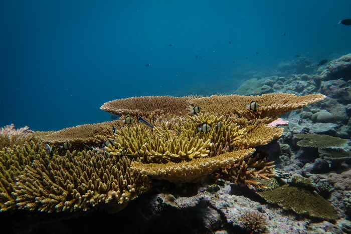 A recovering reef in the Chagos Archipelago