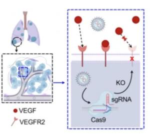 Treating Lung Disease with Lipid Nanoparticles (LNPs)