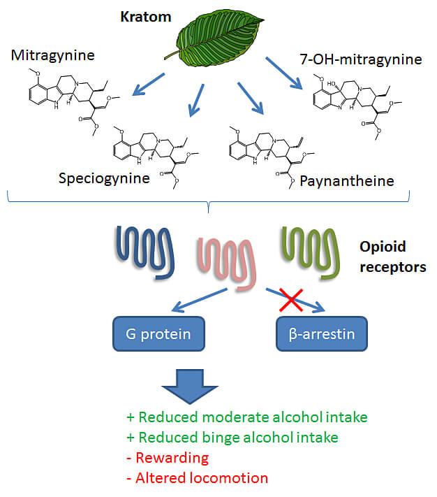 Kratom Alcohol Use