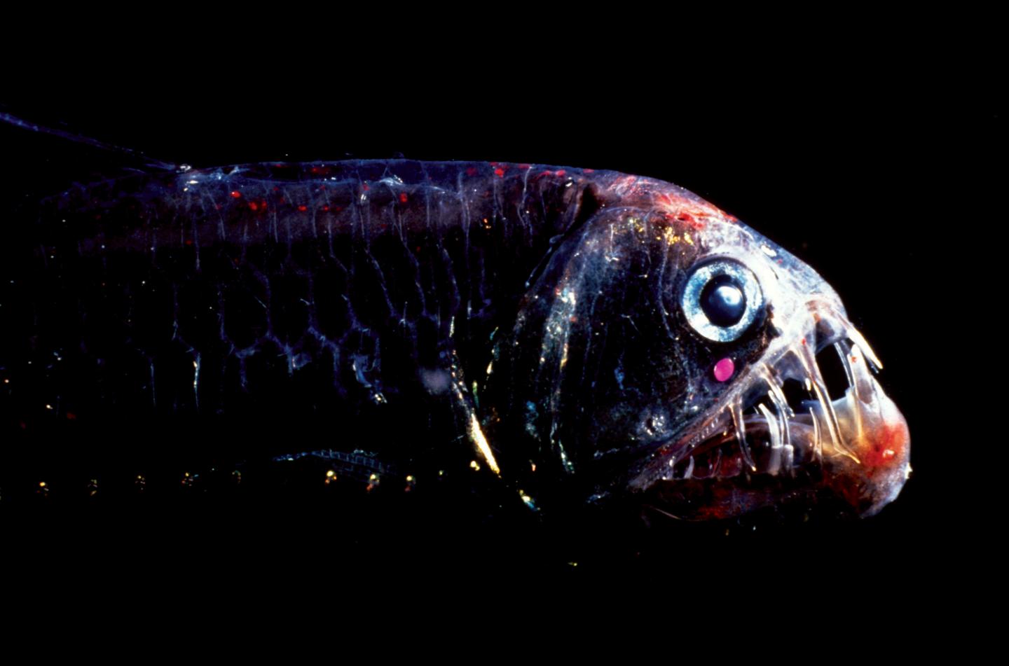 Viperfish