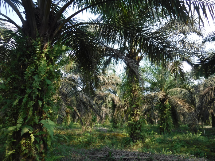 Oil palm smallholding, Sumatra, Indonesia