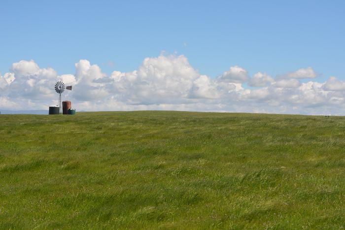 Agricultural landscape dominated by exotic species