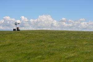 Agricultural landscape dominated by exotic species