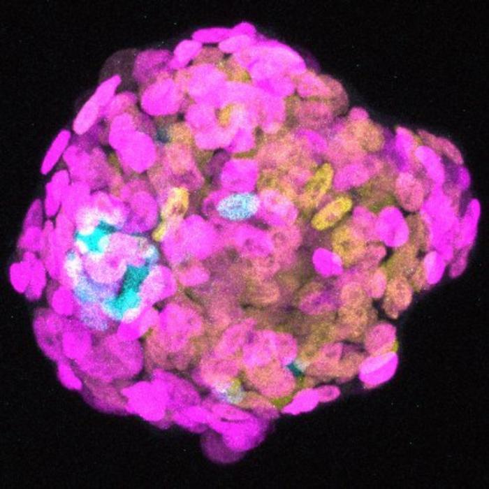 A cell aggregation of human pluripotent stem cells and amniotic ectoderm cells.