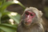 Japanese Macaque Red in the Face