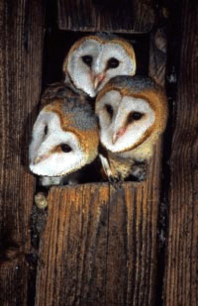 Young Barn Owls