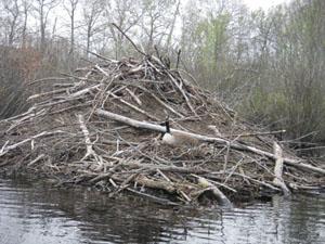 Beaver Dam
