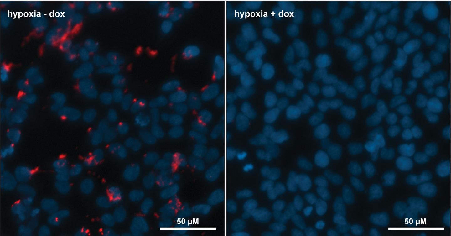 Microscope Images of the Engineered Cells