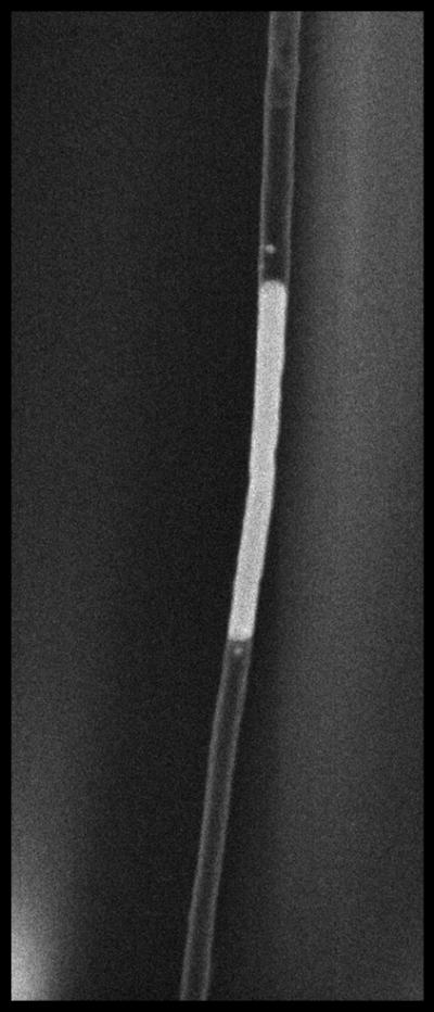 Gold Nanowire Hybrid Structure