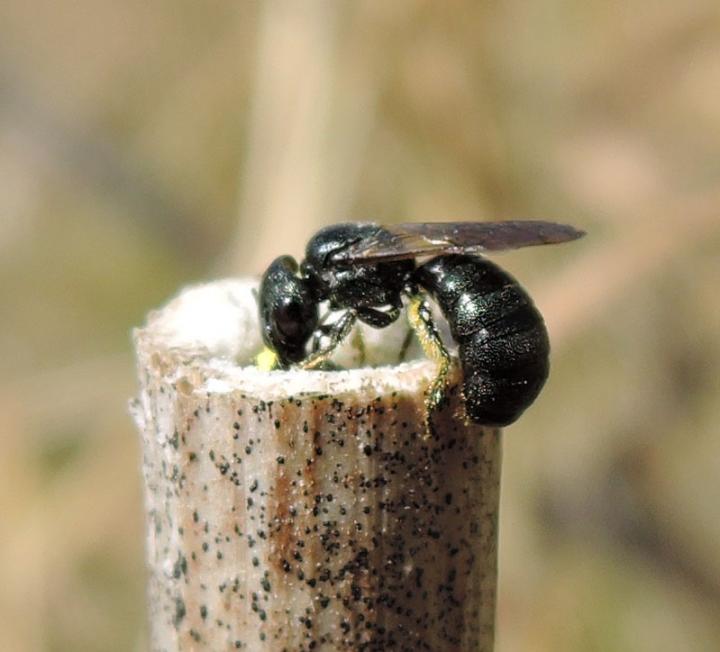 A Female C. Nigrolabiata Arrives at a Nest while a Male Guards the Nest Entrance