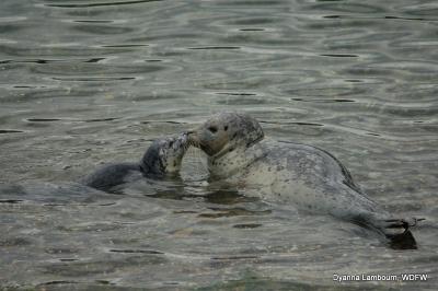 Harbor Seal and Pup
