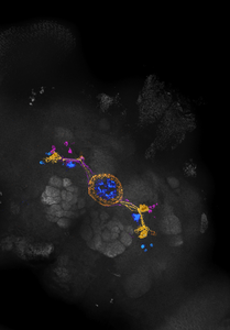 Expression of subtypes of ellipsoid body ring neurons