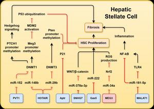 A schematic representation summarising MASLD-associated long non-coding RNAs (lncRNAs) and their associated relevant targets in hepatic stellate cells (HSCs)