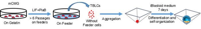 Scheme of generating blastoids from TBLCs